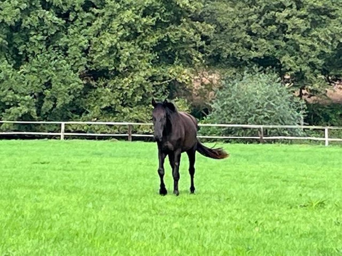 Trakehner Castrone 3 Anni 167 cm Morello in Schwerte