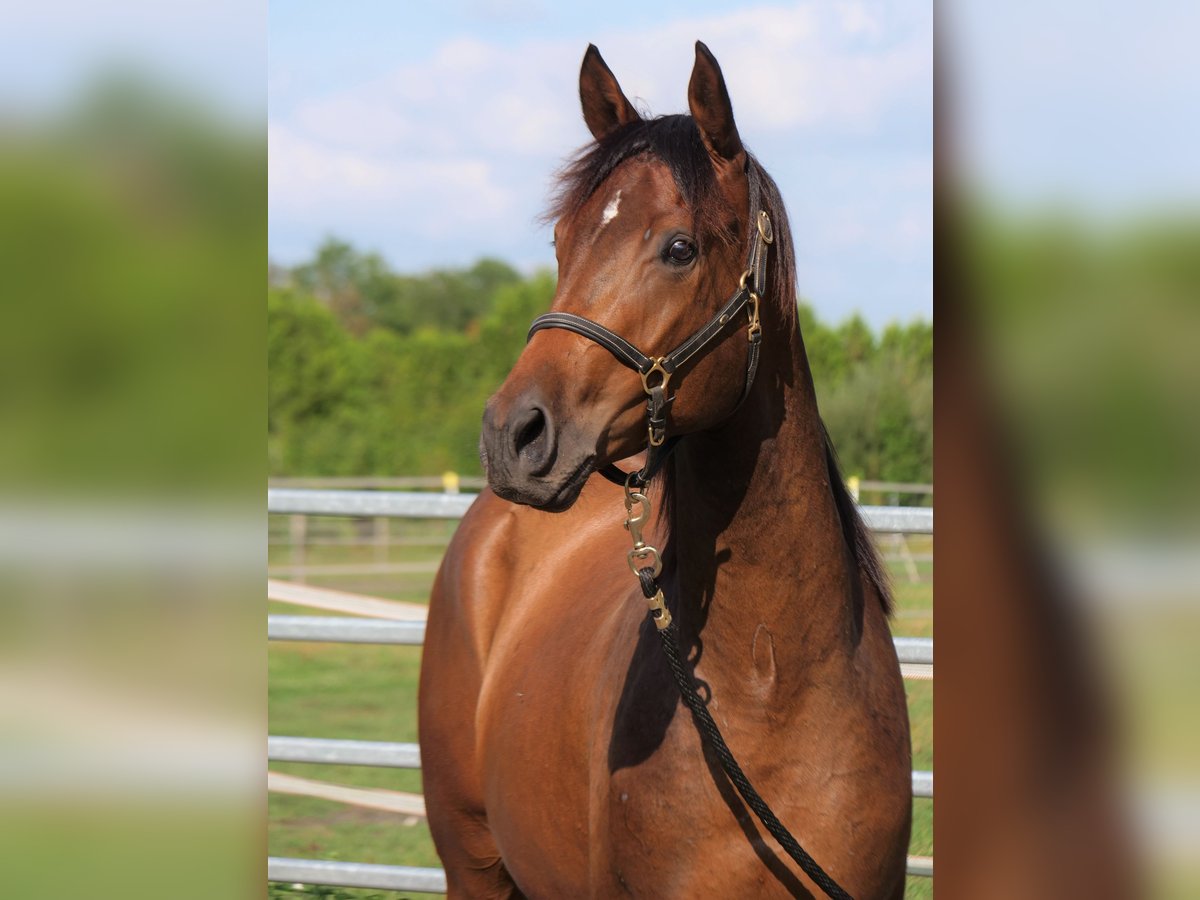 Trakehner Castrone 3 Anni 168 cm Baio in Günzburg