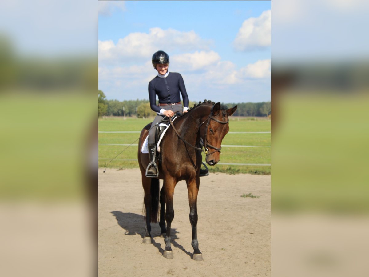 Trakehner Castrone 3 Anni 168 cm Baio in Ludwigslust