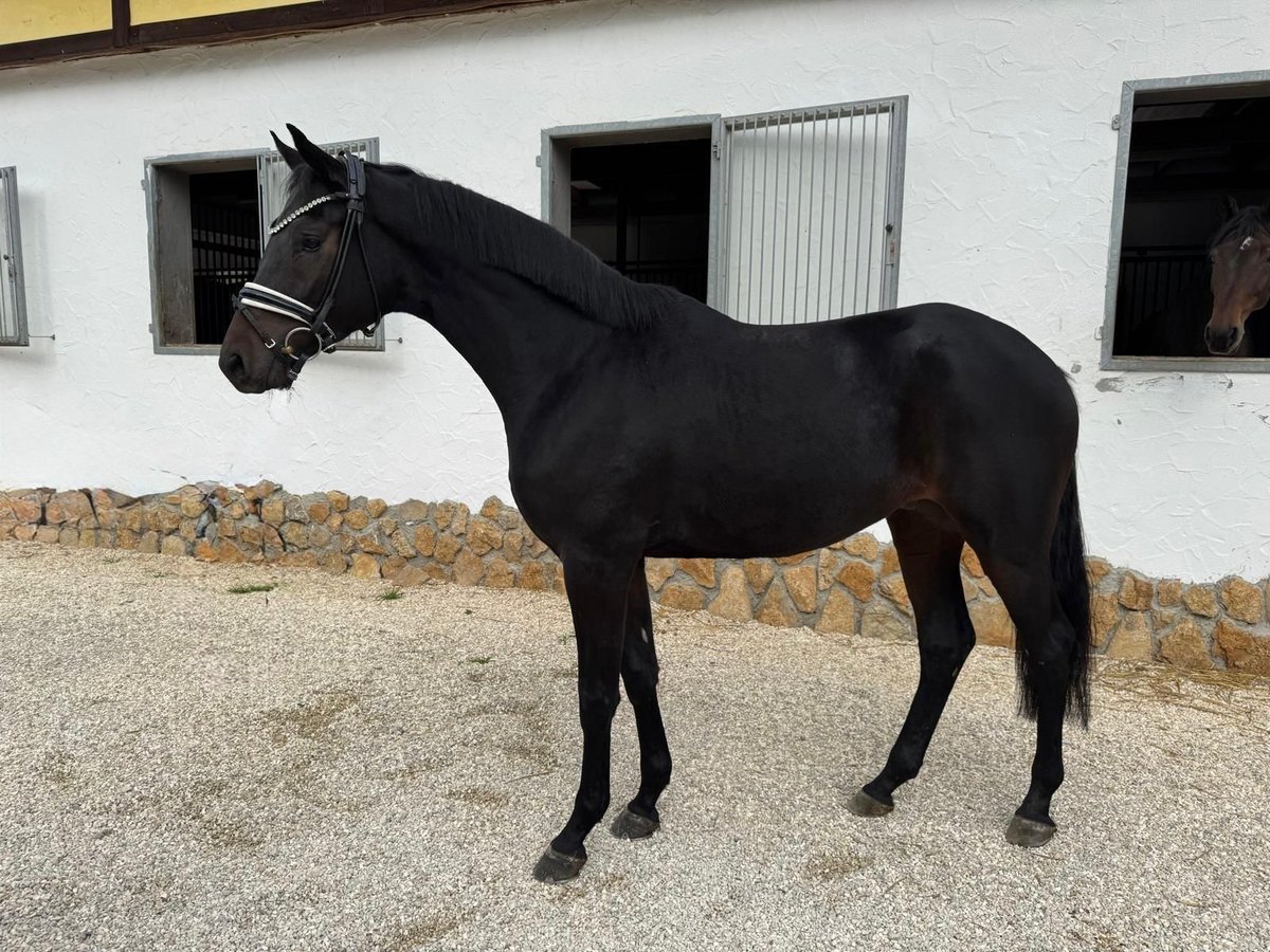 Trakehner Castrone 3 Anni 168 cm Baio scuro in R&#xF6;ttingen