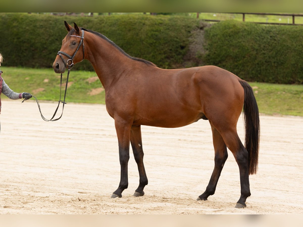 Trakehner Castrone 3 Anni 171 cm Baio in Wolfhagen