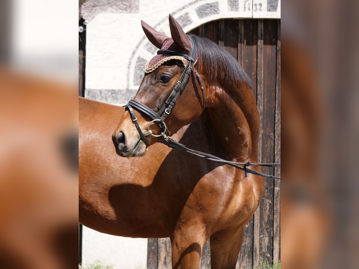 Trakehner Castrone 3 Anni Baio in Günzburg