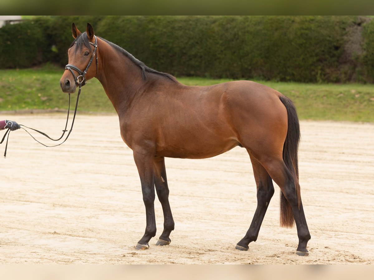 Trakehner Castrone 4 Anni 163 cm Baio in Wolfhagen