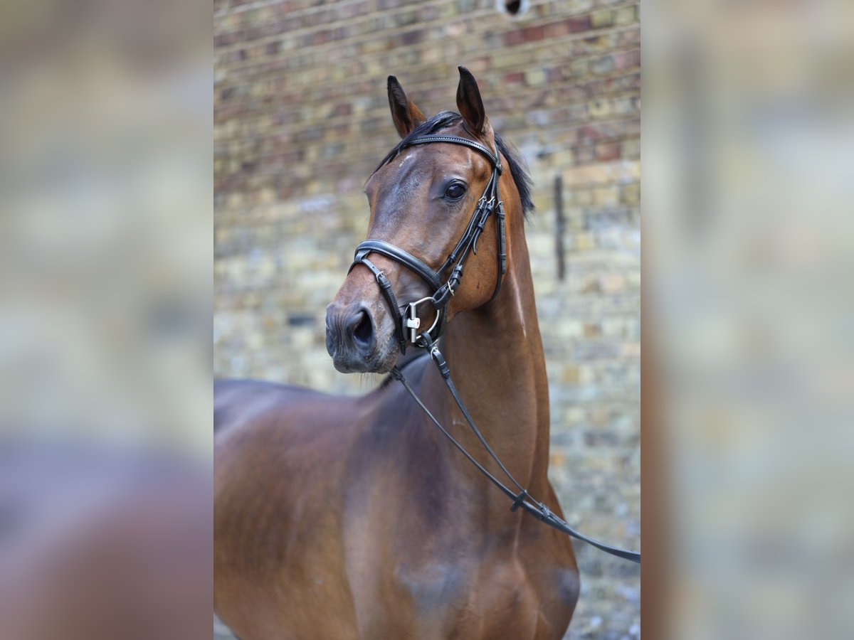 Trakehner Castrone 4 Anni 165 cm Baio in Hamm