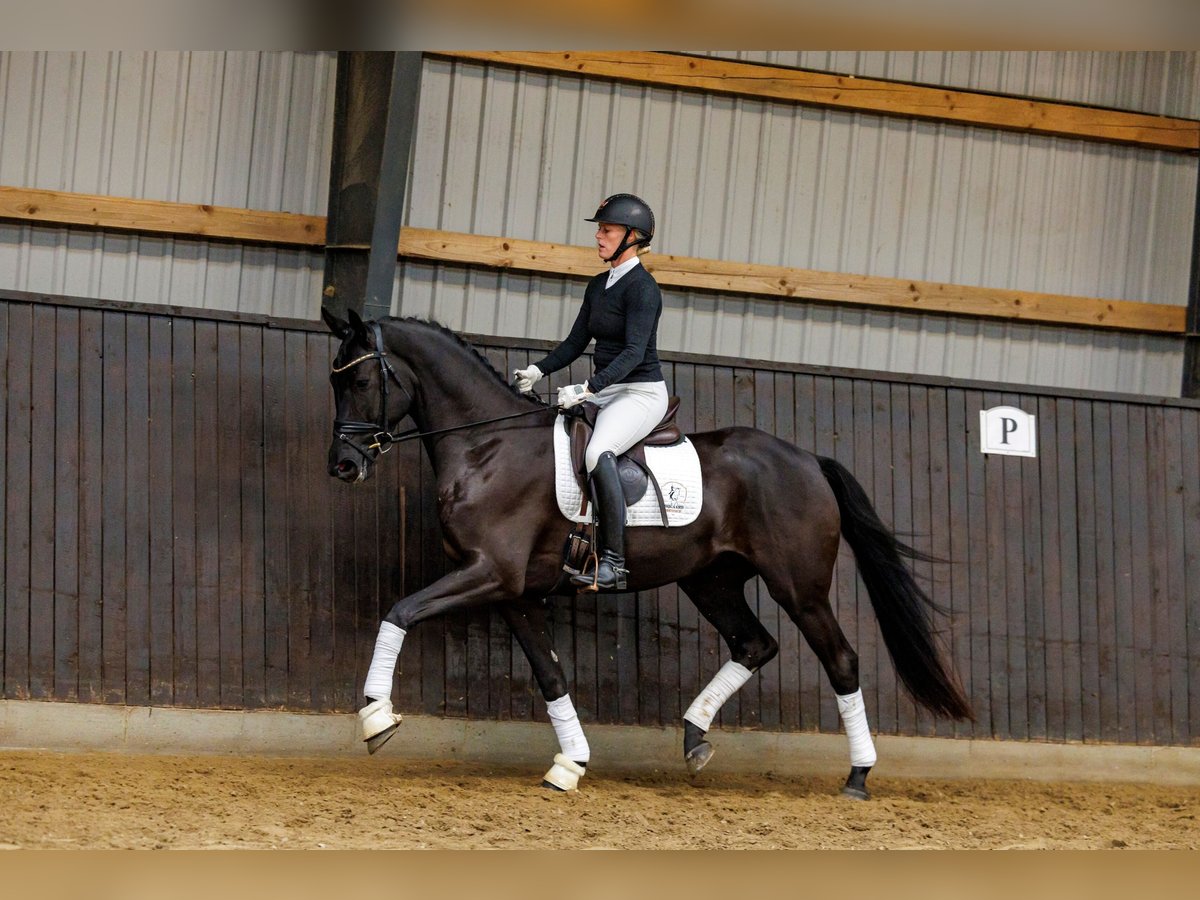 Trakehner Castrone 4 Anni 166 cm Morello in Neumünster