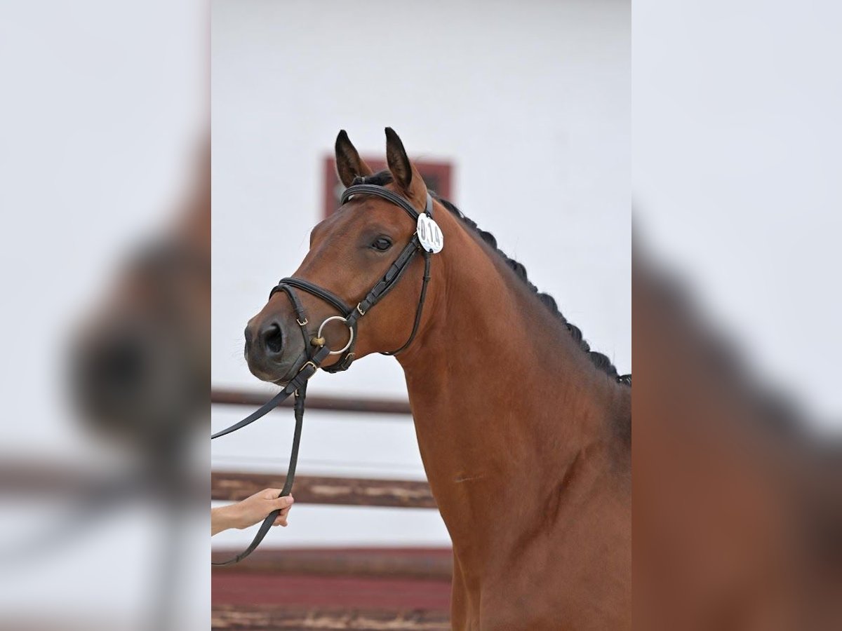 Trakehner Castrone 4 Anni 167 cm Baio in Bingen am Rhein