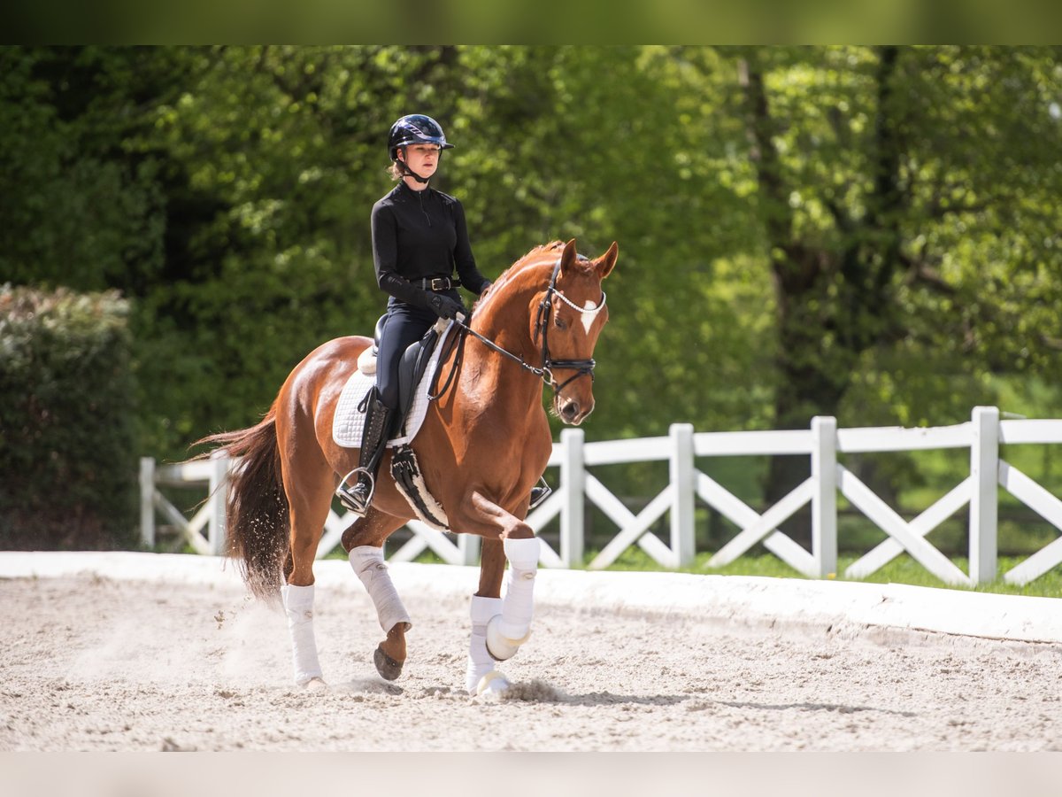 Trakehner Castrone 4 Anni 167 cm Sauro in Panker