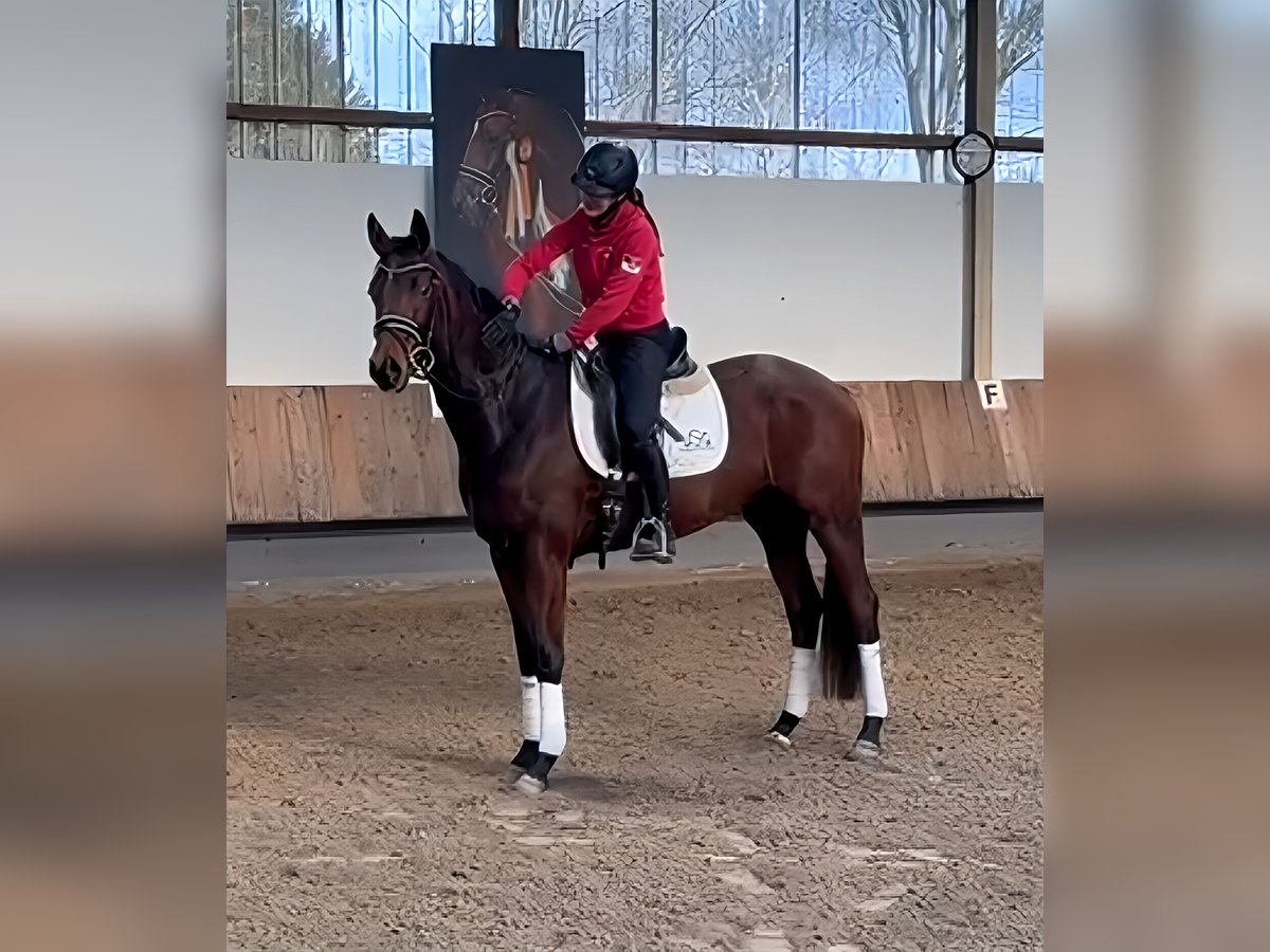 Trakehner Castrone 4 Anni 168 cm Baio in Lage