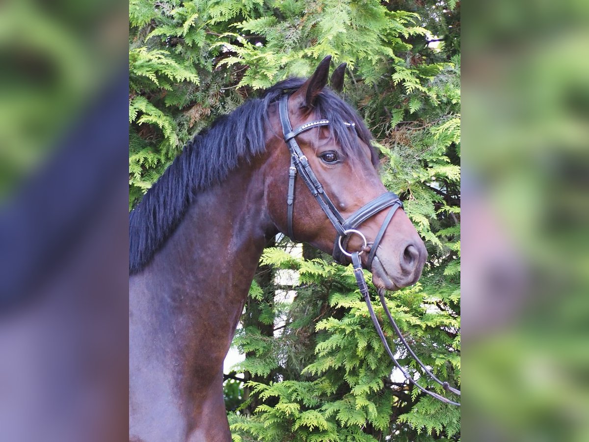 Trakehner Castrone 4 Anni 168 cm Baio scuro in Soltendieck