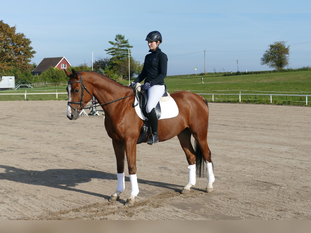 Trakehner Castrone 4 Anni 169 cm Baio in Ganschow