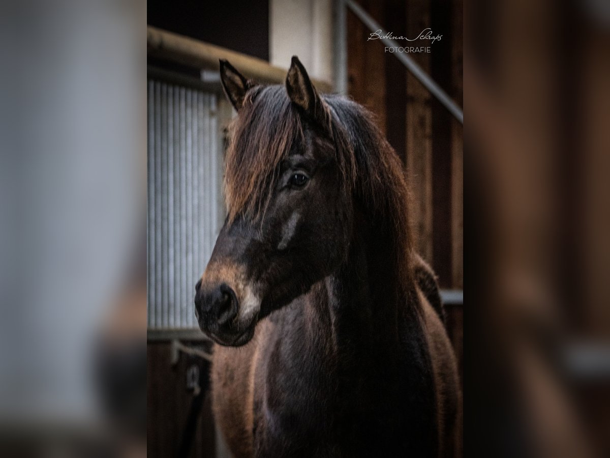 Trakehner Castrone 5 Anni 165 cm Baio scuro in Bad Wildungen