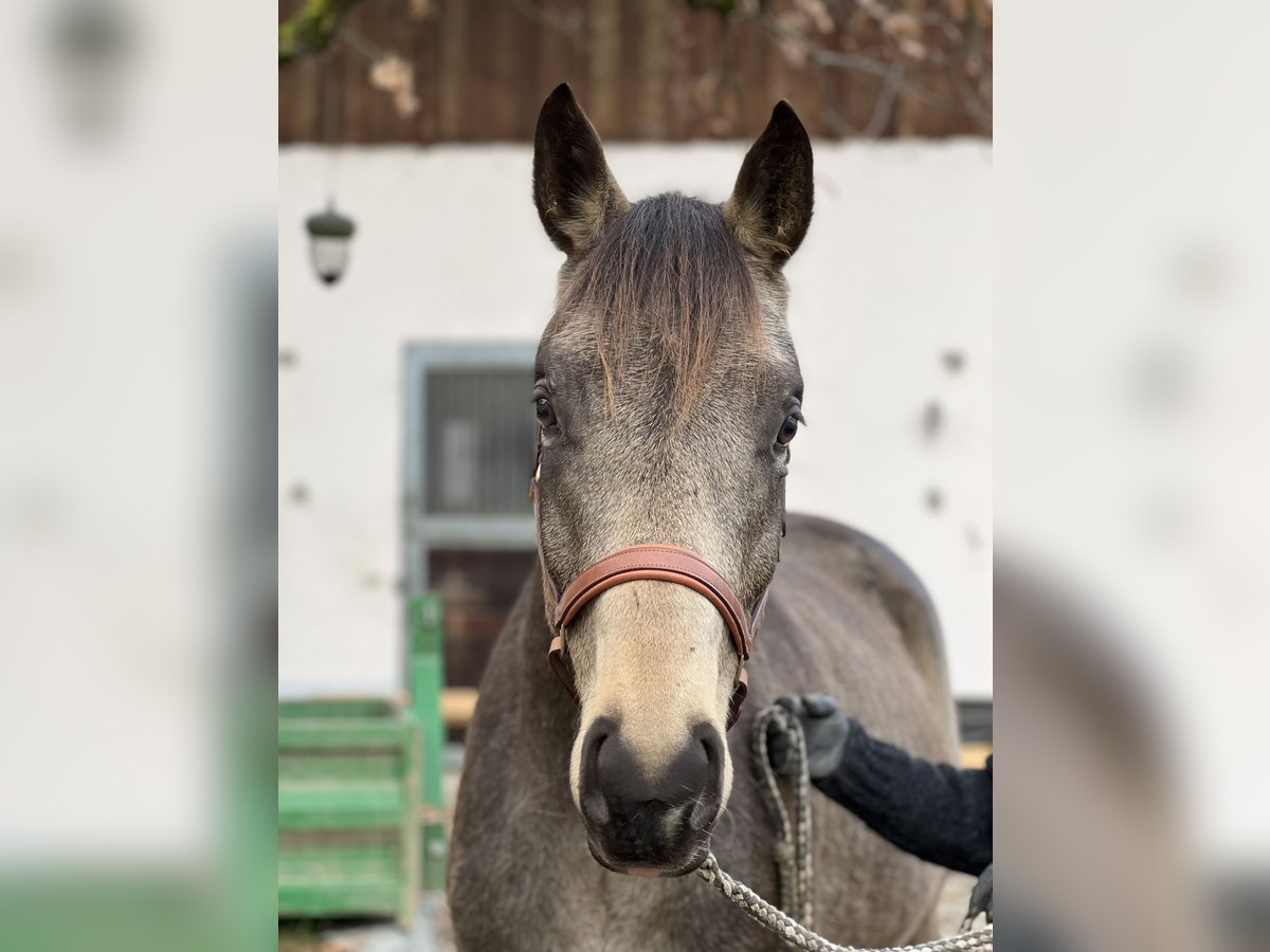 Trakehner Castrone 5 Anni 165 cm Pelle di daino in Rohrbach