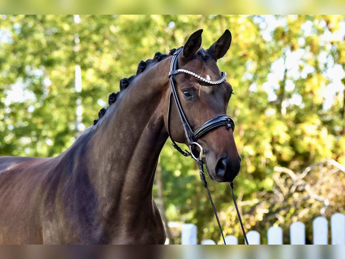 Trakehner Castrone 5 Anni 170 cm Baio scuro in Freienwill