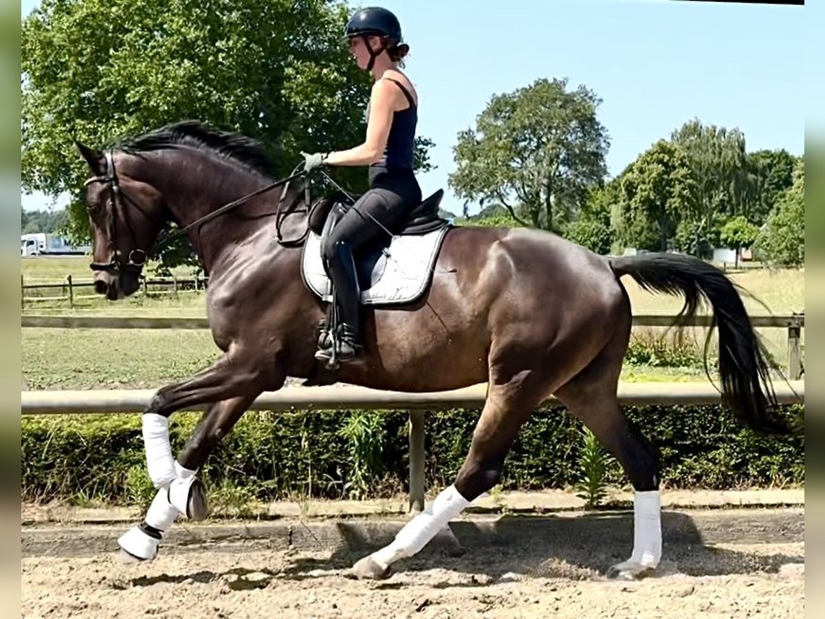 Trakehner Castrone 5 Anni 178 cm Baio in Liessel