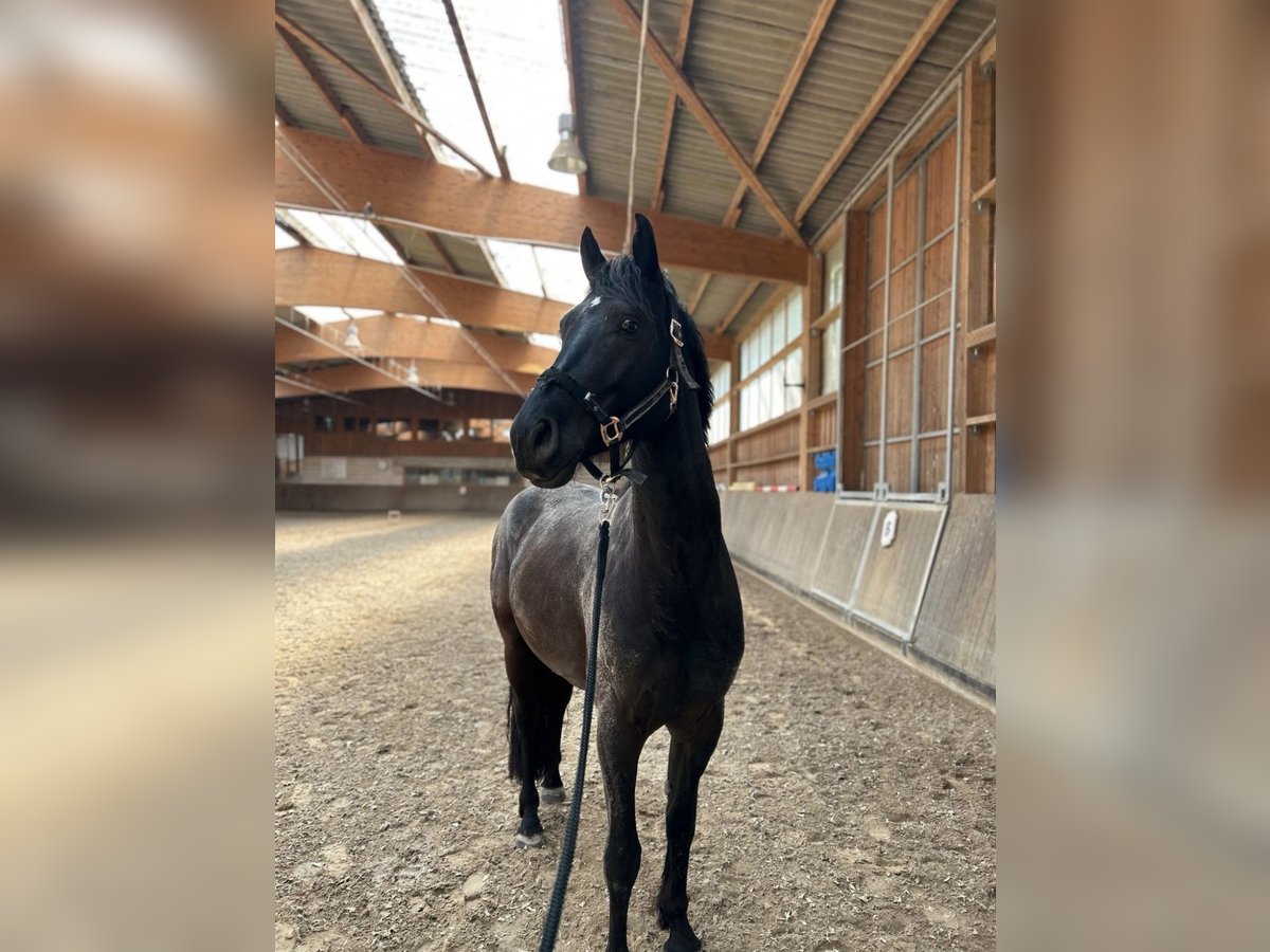 Trakehner Mix Castrone 6 Anni 162 cm Morello in Leipzig