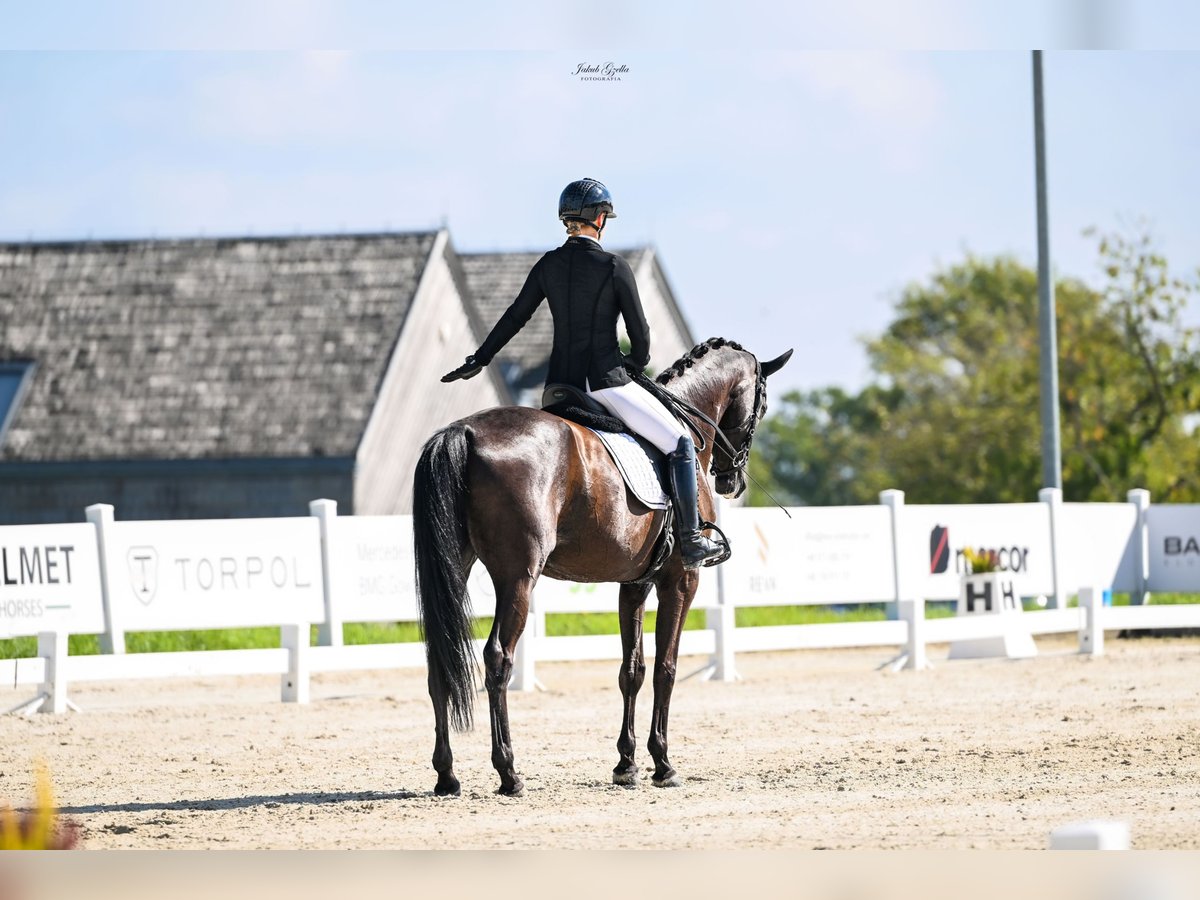 Trakehner Castrone 6 Anni 166 cm Baio nero in Bar&#x142;omino