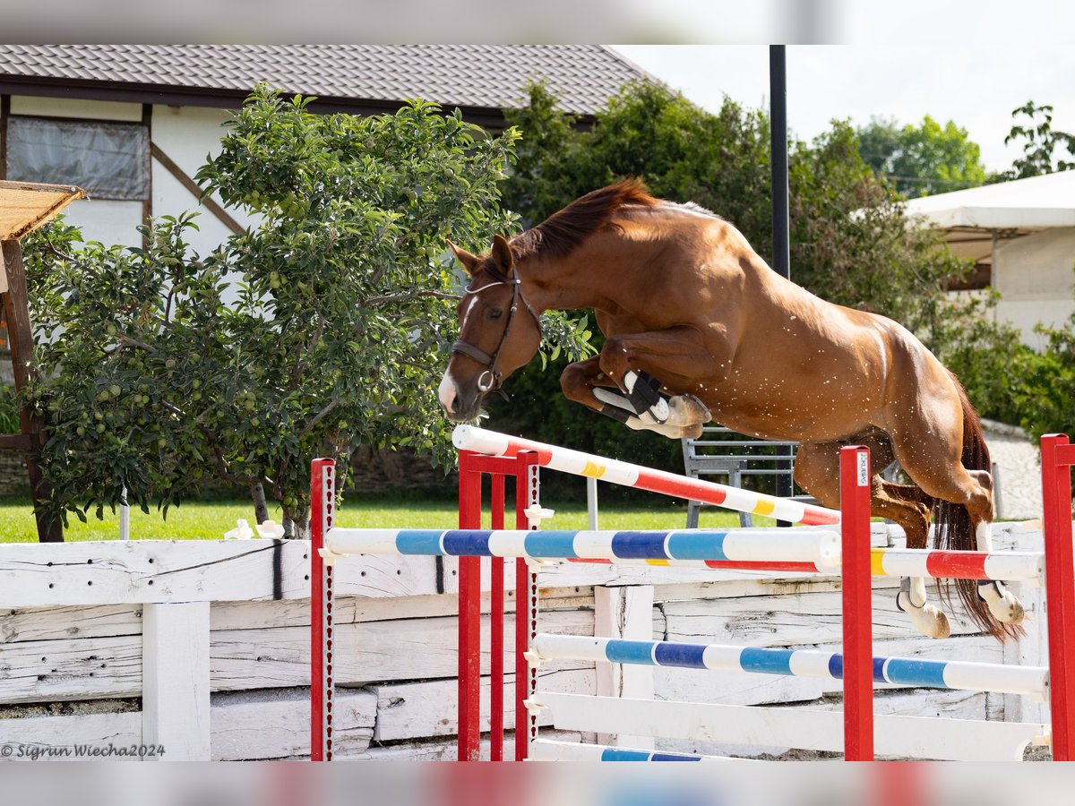 Trakehner Castrone 6 Anni 166 cm Sauro scuro in &#1054;&#1087;&#1080;&#1094;&#1074;&#1077;&#1090; / Opicvet