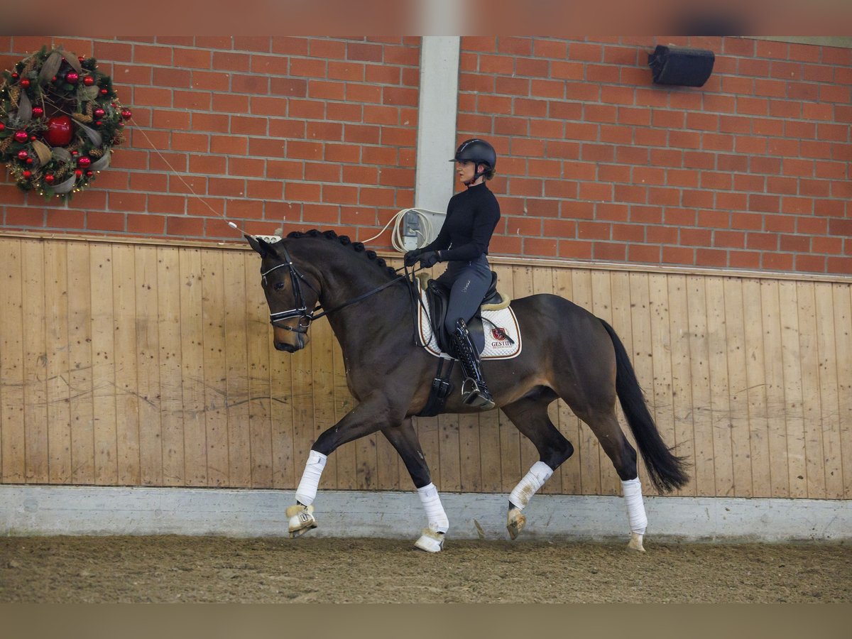 Trakehner Castrone 6 Anni 168 cm Baio in Brodersdorf