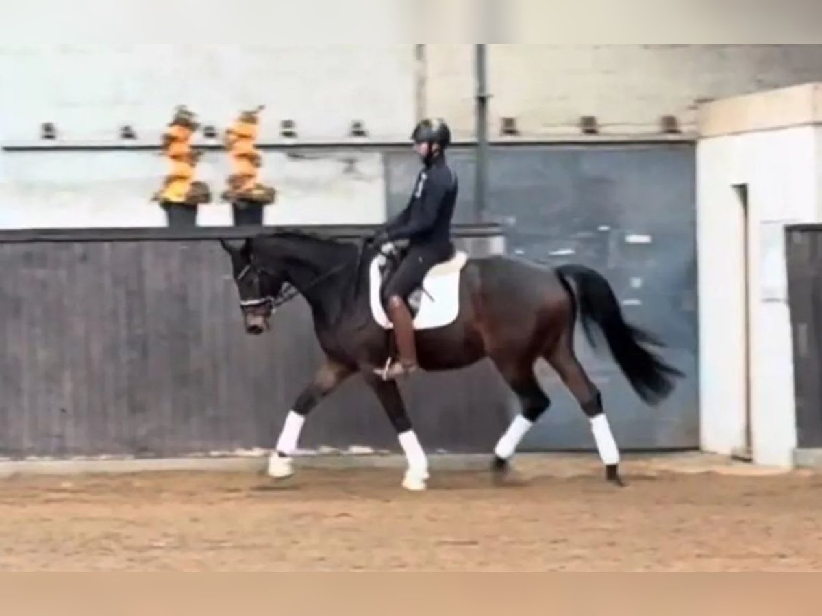 Trakehner Castrone 6 Anni 174 cm Baio in B&#xF8;rkop