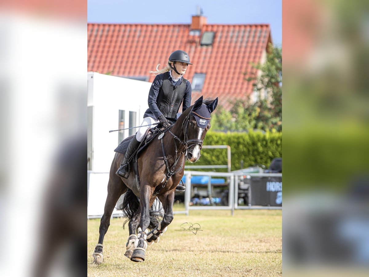 Trakehner Castrone 7 Anni 165 cm Baio nero in Z&#xFC;ssow