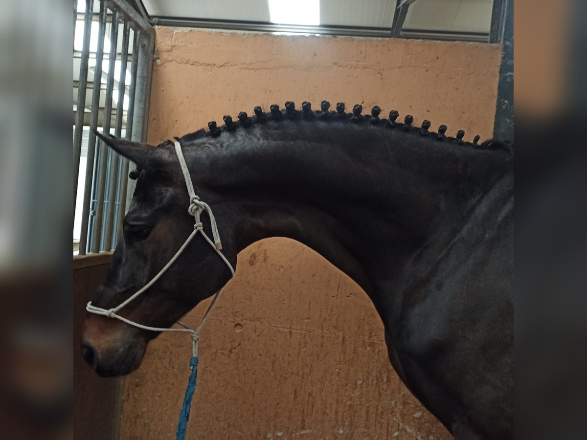 Trakehner Castrone 7 Anni 174 cm Baio scuro in Jerez De La Frontera