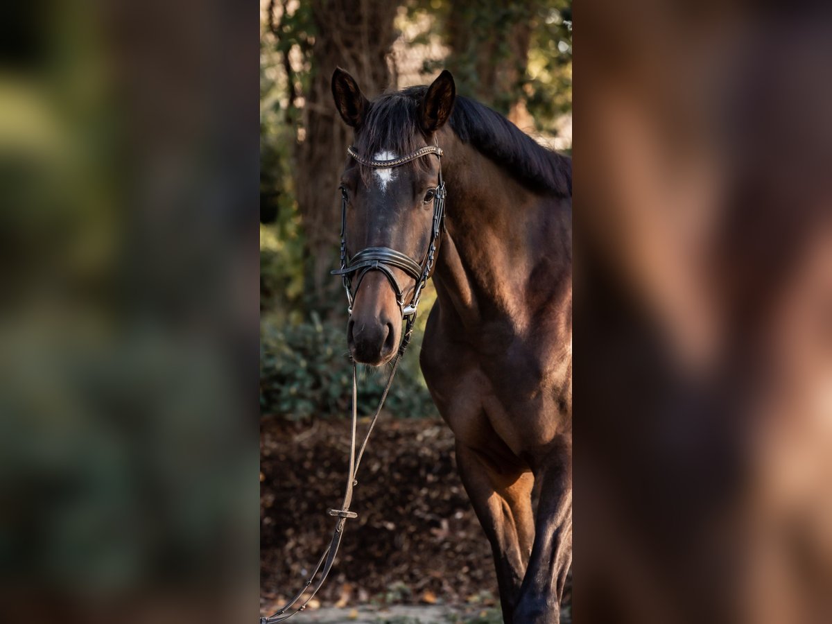 Trakehner Castrone 7 Anni 178 cm Baio in Freren