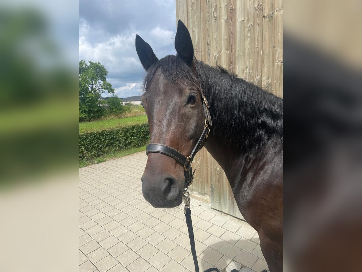 Trakehner Castrone 8 Anni 164 cm Baio scuro in Pappenheim