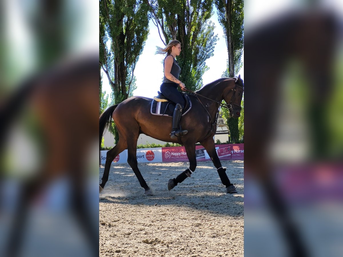 Trakehner Castrone 8 Anni 169 cm Baio scuro in linz