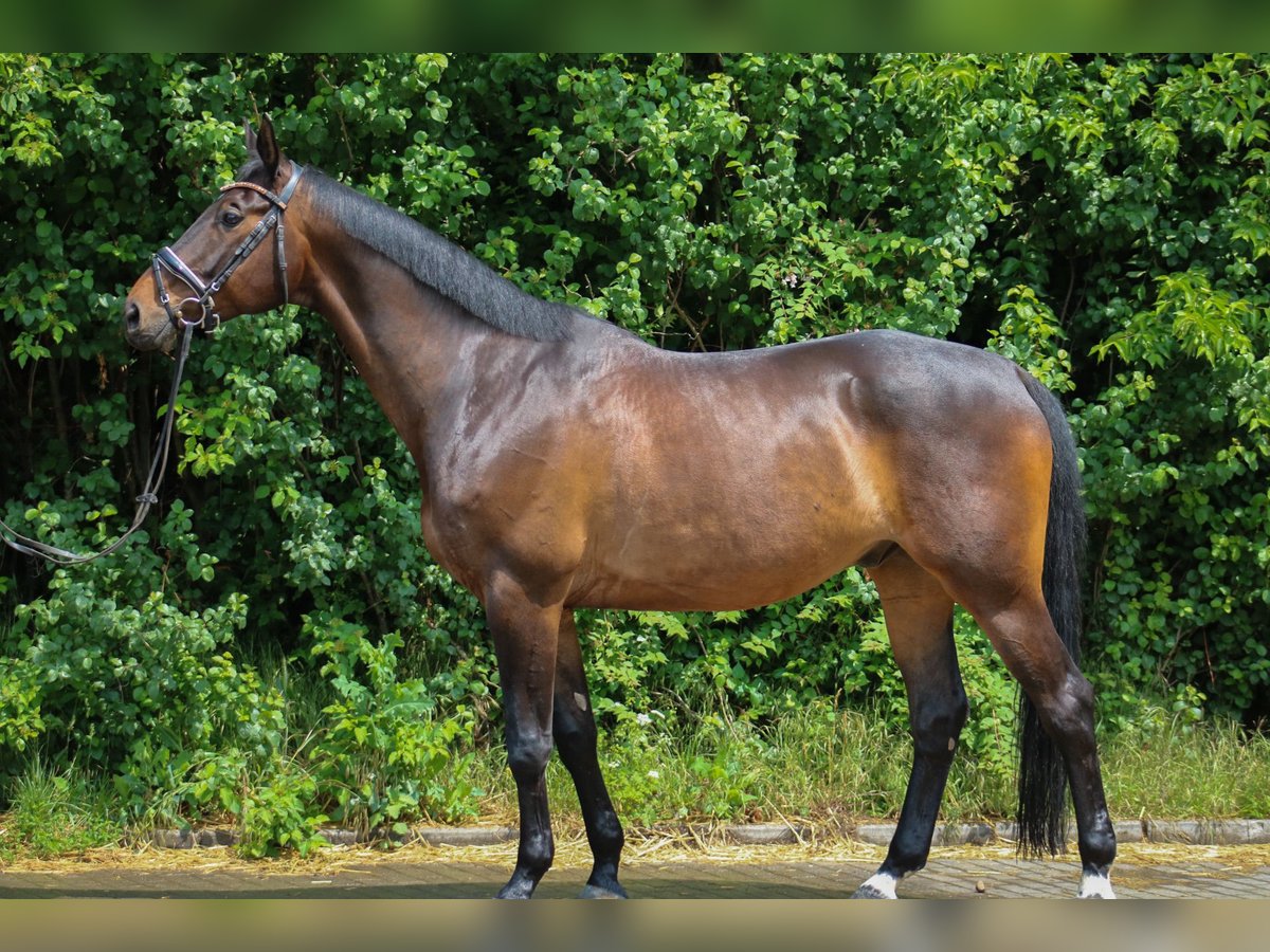 Trakehner Castrone 8 Anni 172 cm Baio in Wartenberg