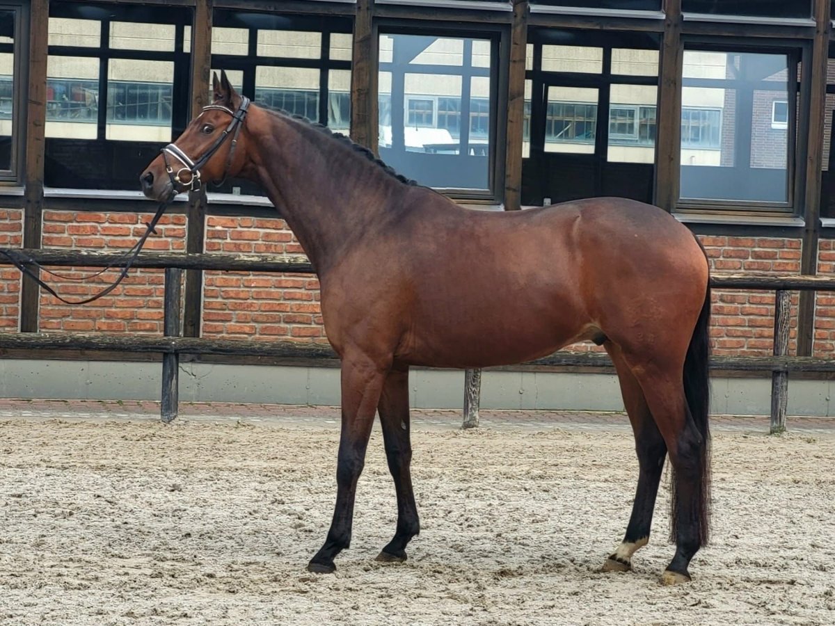 Trakehner Castrone 8 Anni 172 cm Baio in Heidesheim am Rhein