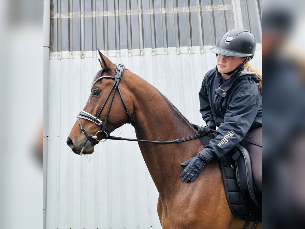 Trakehner Castrone 9 Anni 168 cm Baio in Sottrz