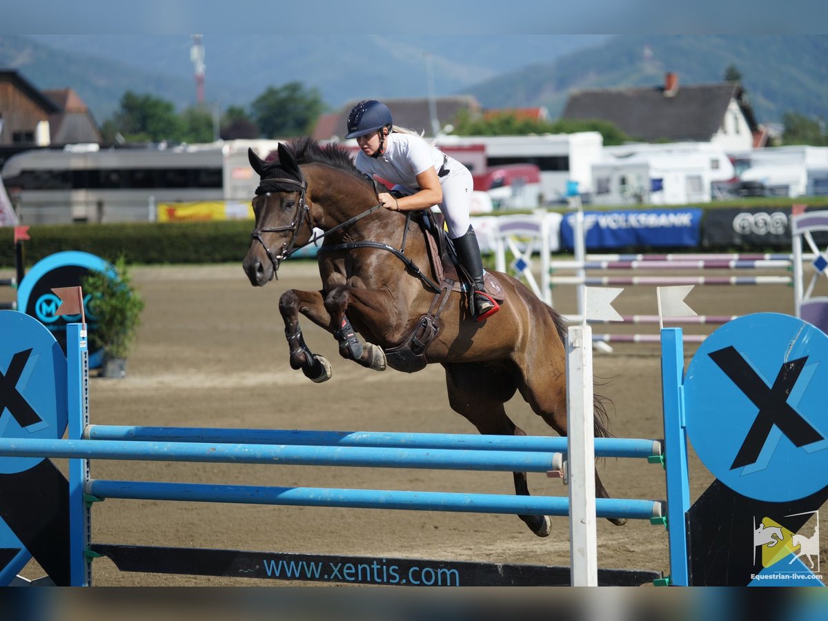 Trakehner Castrone 9 Anni 170 cm Baio scuro in schöder