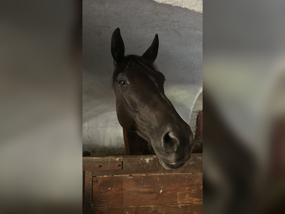 Trakehner Étalon 10 Ans 169 cm Bai brun in KirchseeonKirchseeon