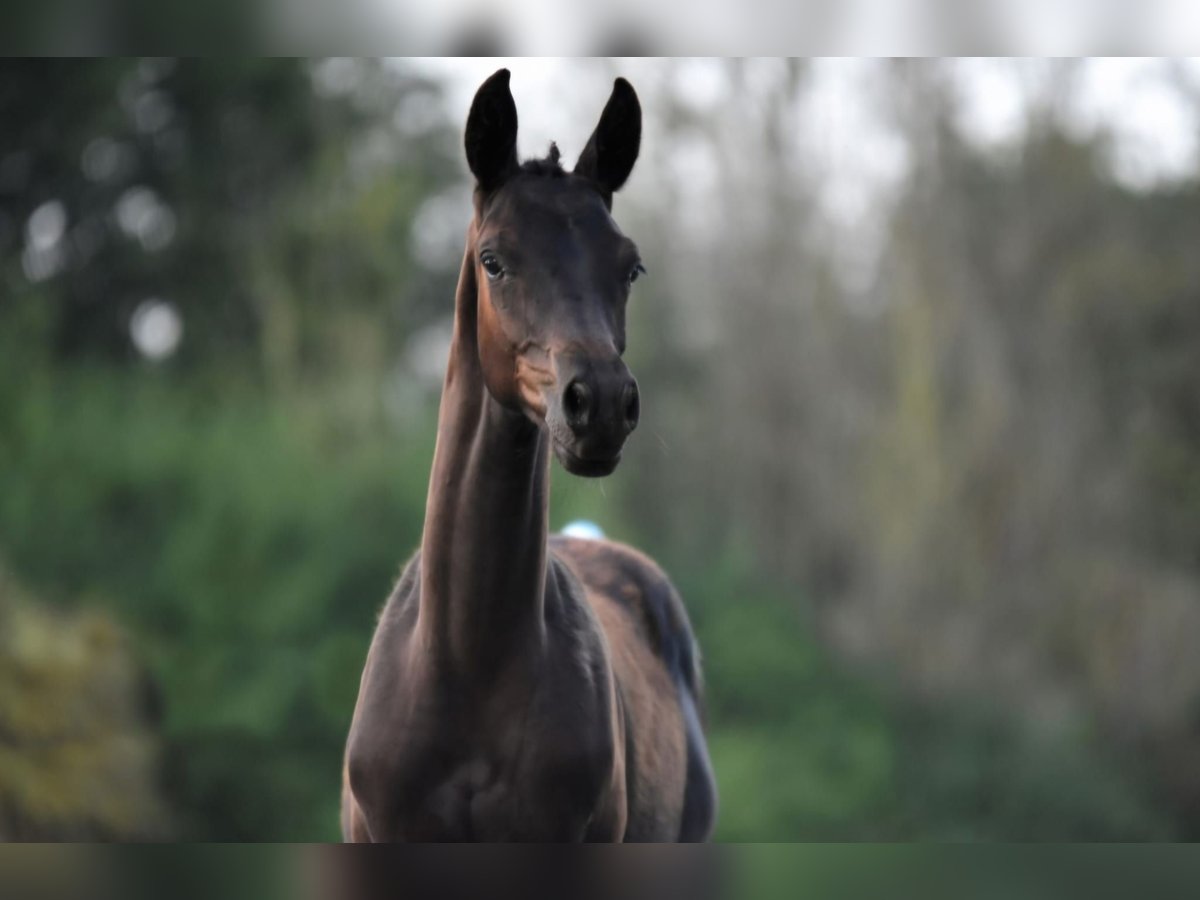 Trakehner Étalon 1 Année 140 cm Bai brun foncé in Wismar