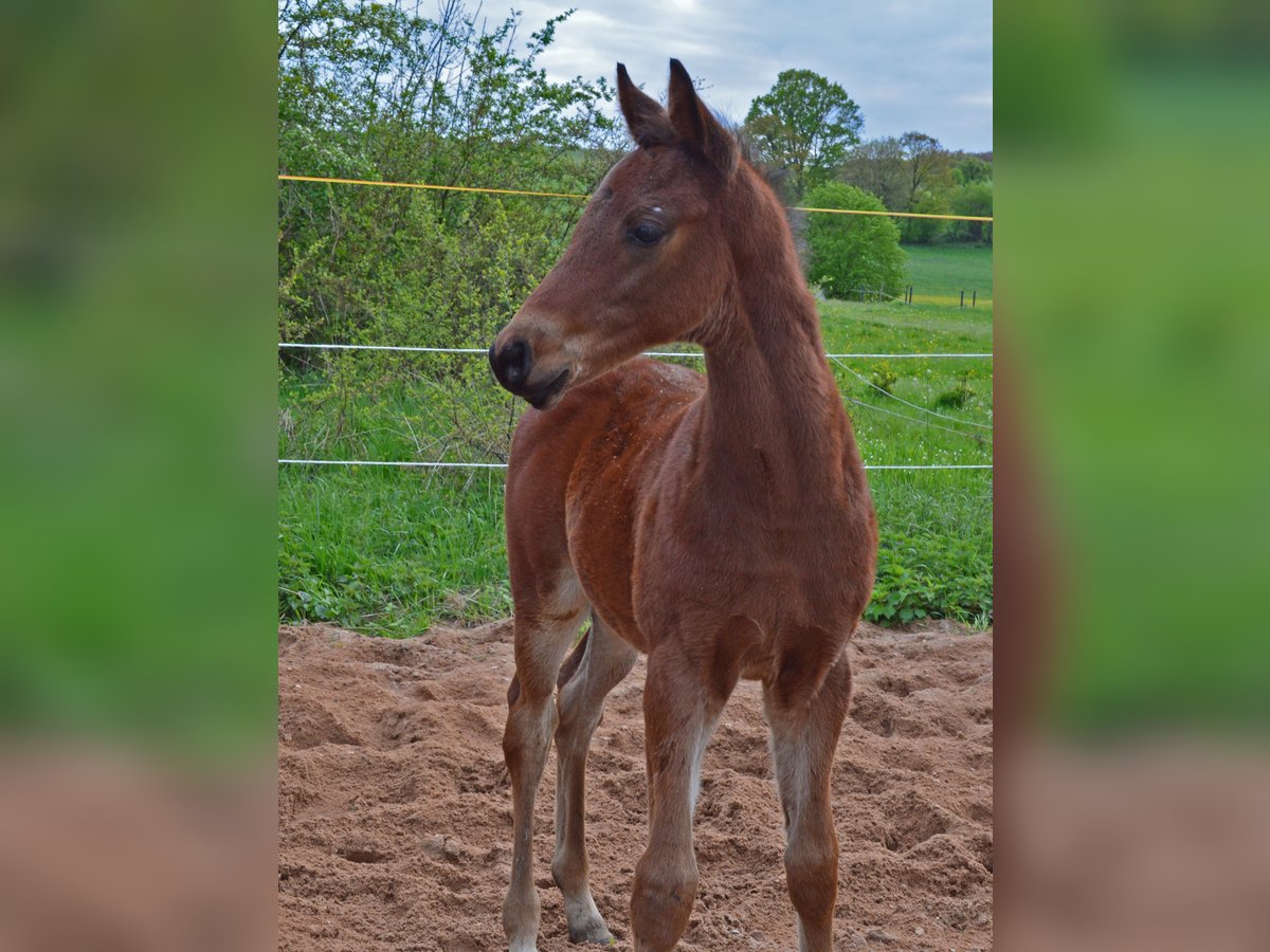 Trakehner Étalon 1 Année 157 cm Bai in Weißenburg in Bayern