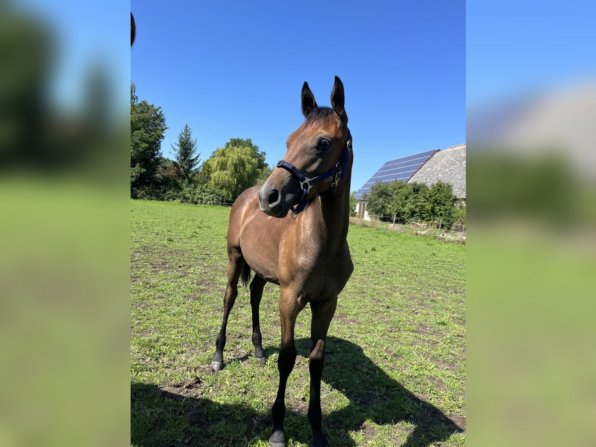 Trakehner Étalon 1 Année 160 cm Gris in Weißenburg in Bayern