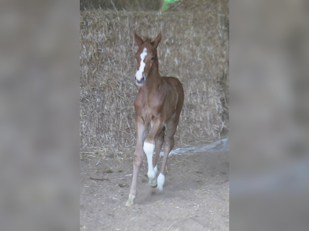 Trakehner Étalon 1 Année 165 cm Alezan in Günzburg