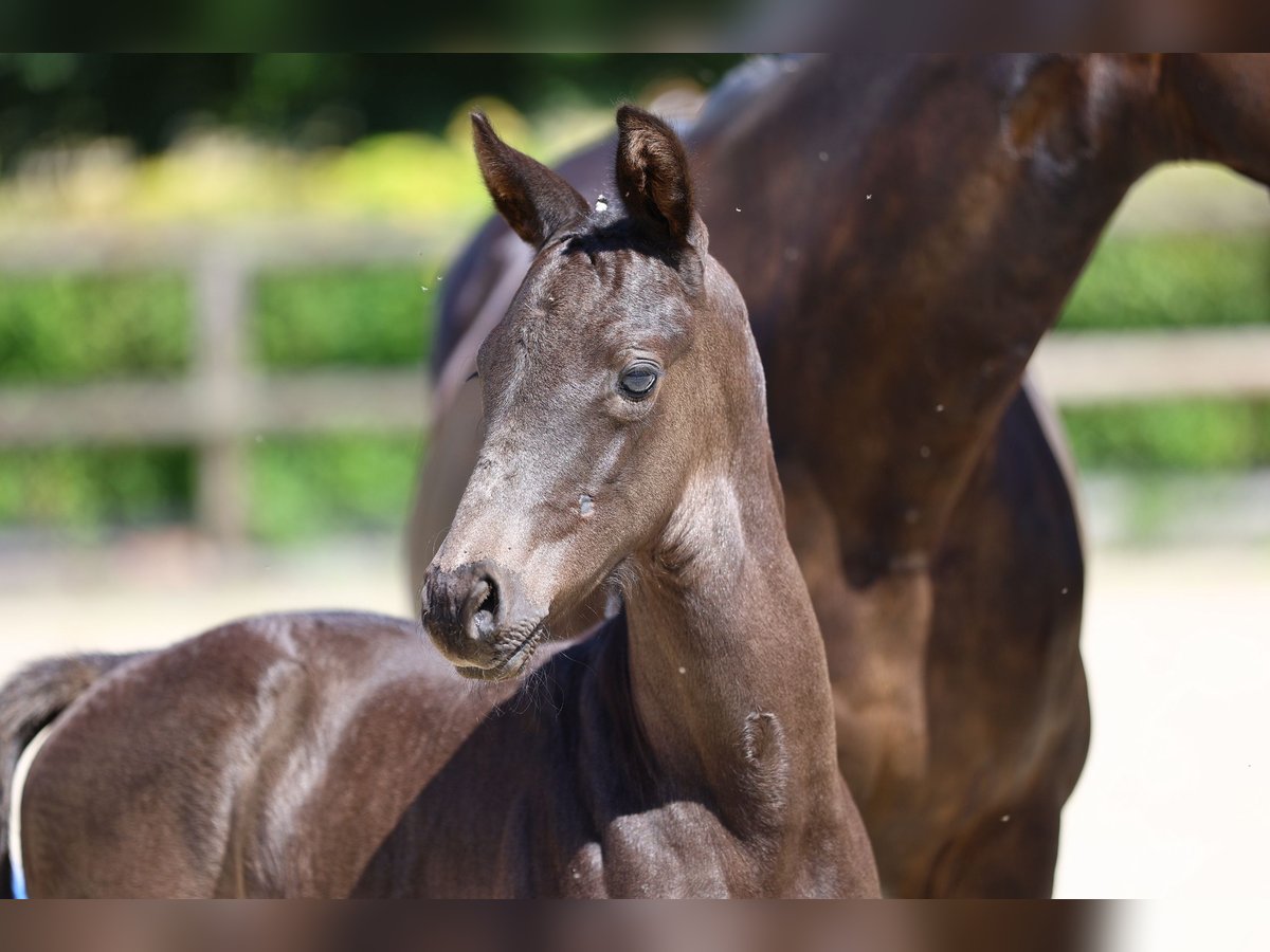 Trakehner Étalon 1 Année 168 cm Noir in Zeischa