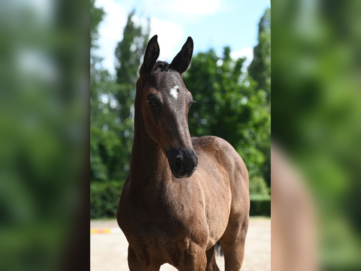 Trakehner Étalon 1 Année 170 cm Bai brun foncé in Bargstedt