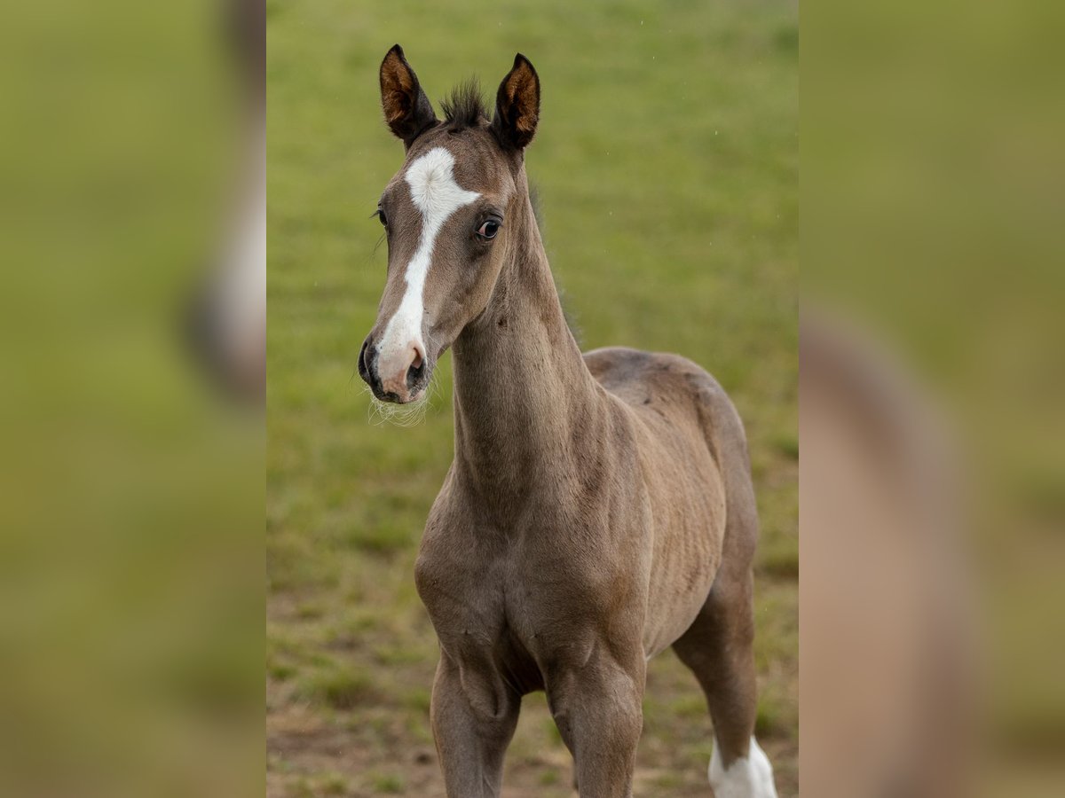 Trakehner Étalon 1 Année 170 cm Bai brun foncé in Wiesbaum