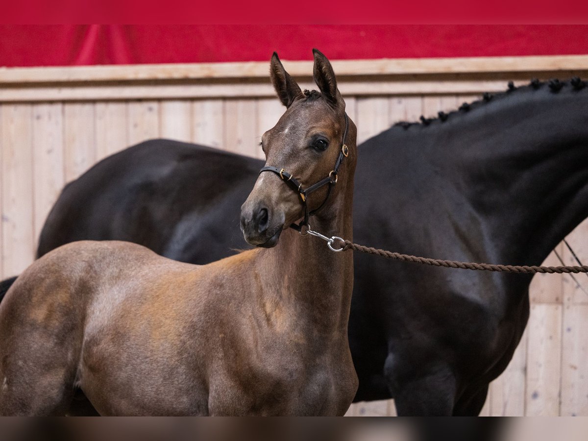 Trakehner Étalon 1 Année 172 cm Gris in Græsted