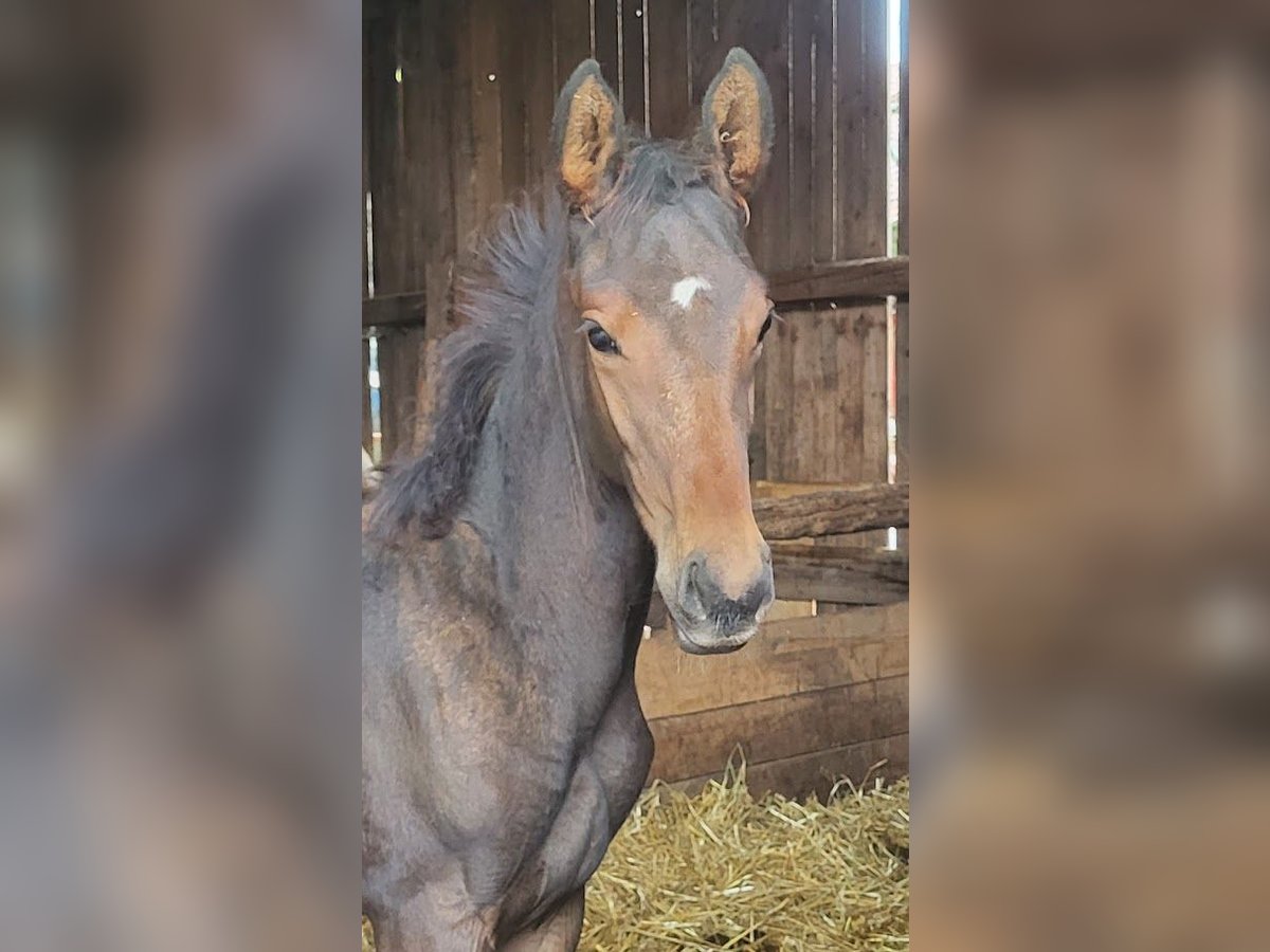 Trakehner Étalon 1 Année 173 cm Bai in Adelsried