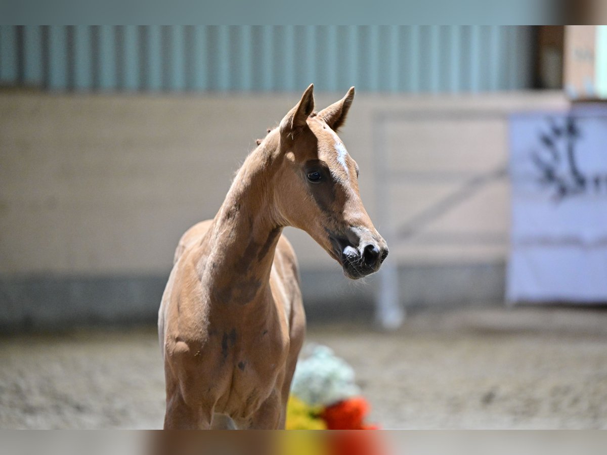 Trakehner Étalon 1 Année Alezan in Laage OT Breesen