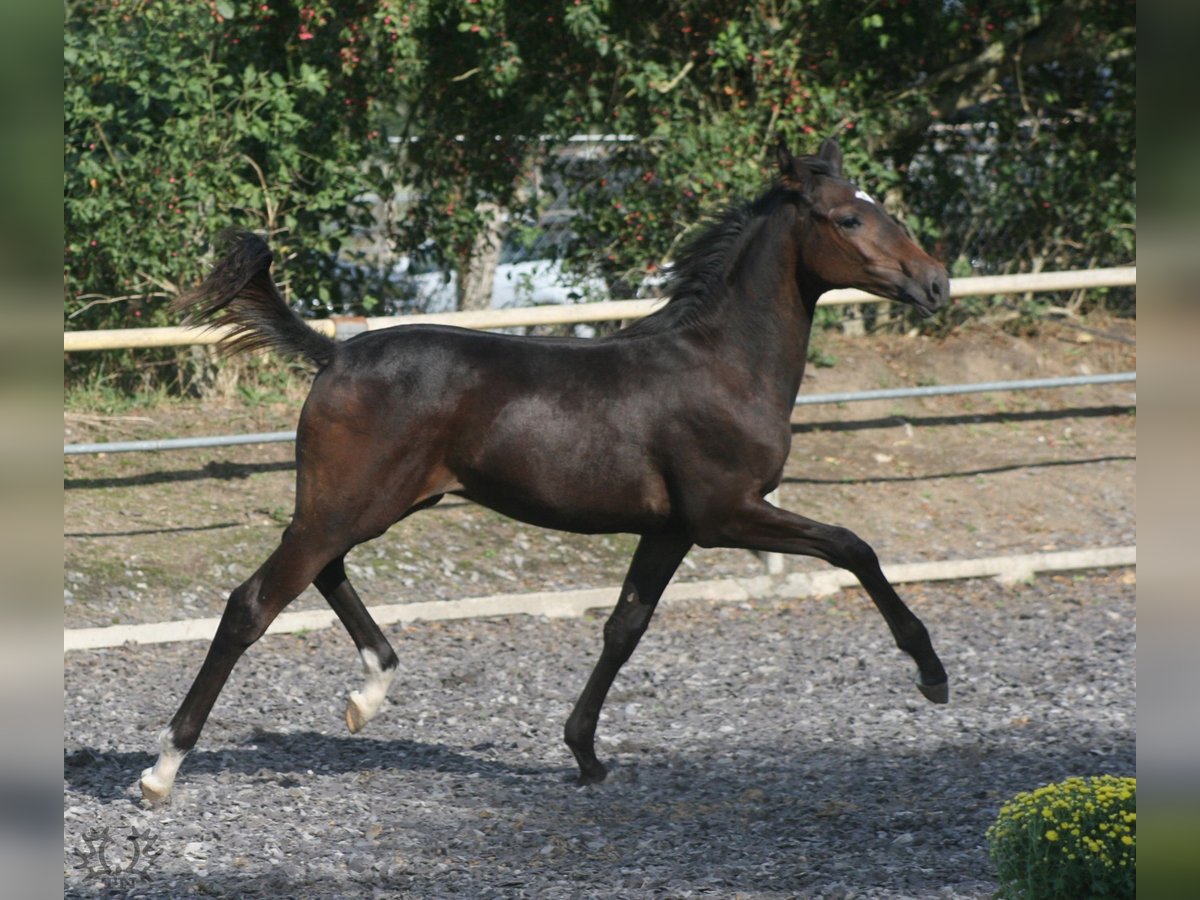 Trakehner Étalon 1 Année Bai brun in ZapelCrivitz