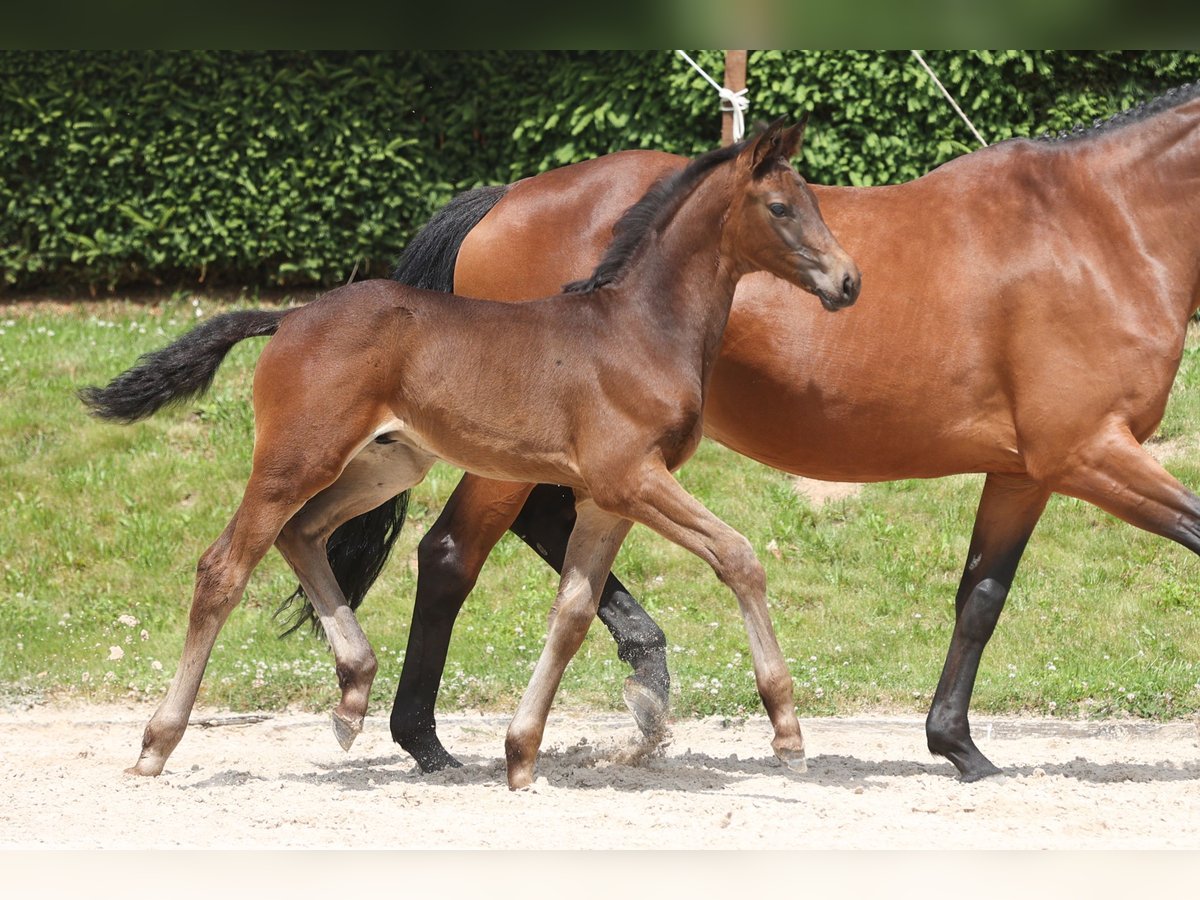 Trakehner Étalon 1 Année Bai brun in Gotha