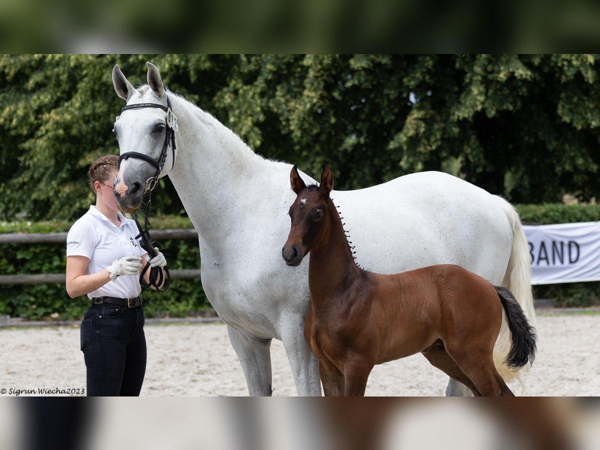 Trakehner Étalon 1 Année Bai brun in Oederan