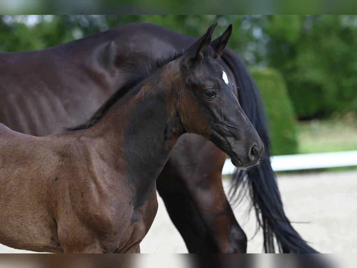 Trakehner Étalon 1 Année Bai brun foncé in Telgte