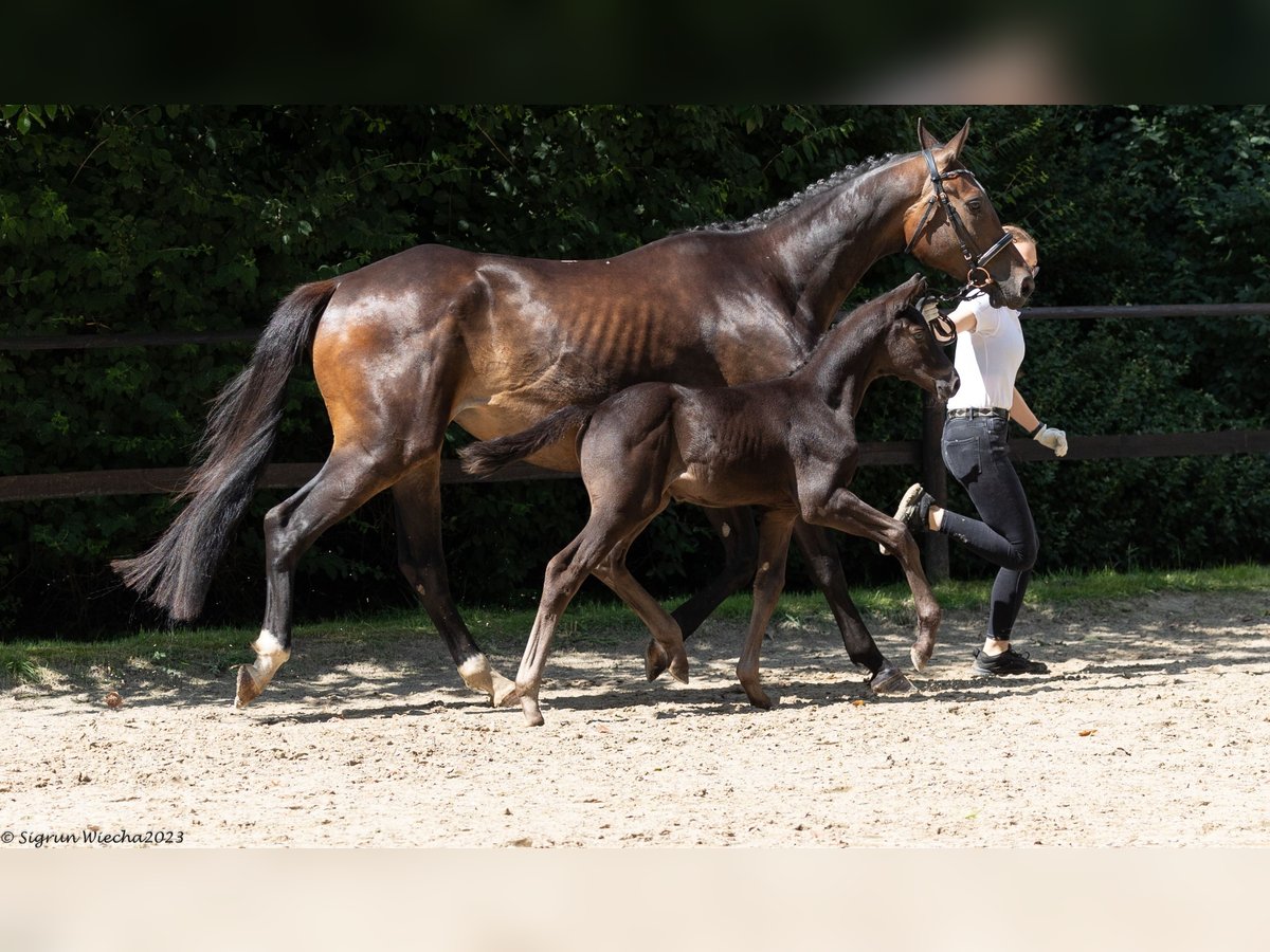 Trakehner Étalon 1 Année Bai brun foncé in Ueckermünde