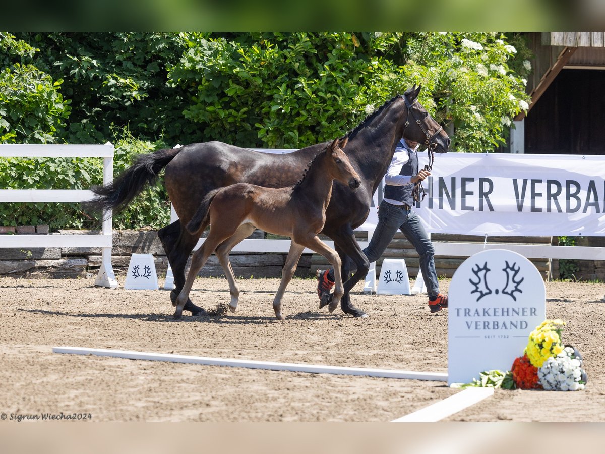 Trakehner Étalon 1 Année Bai in Heidenau