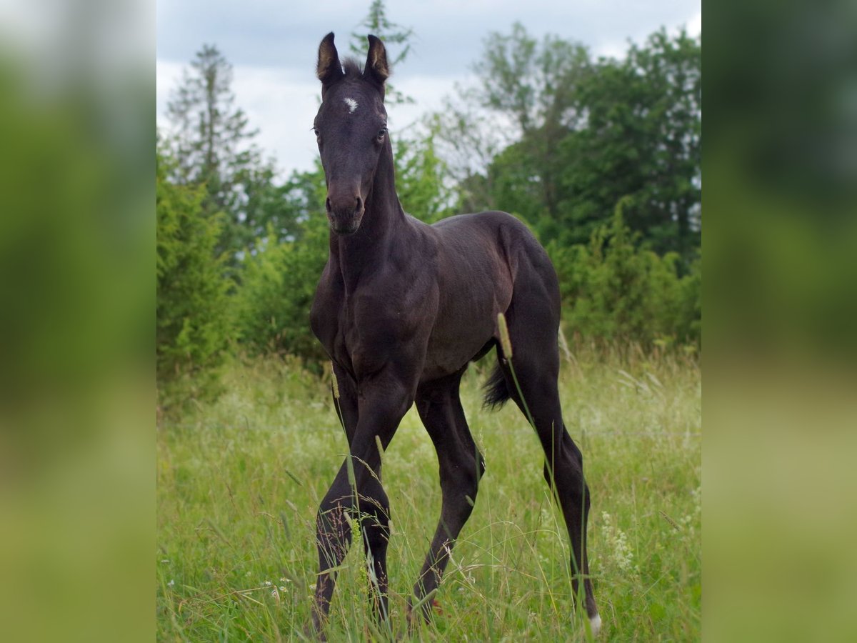 Trakehner Étalon 1 Année in Ruila